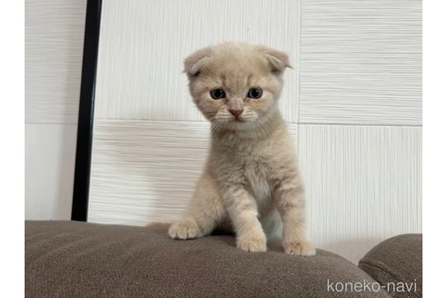 成約済の茨城県のスコティッシュフォールド(折れ耳)-95968の2枚目
